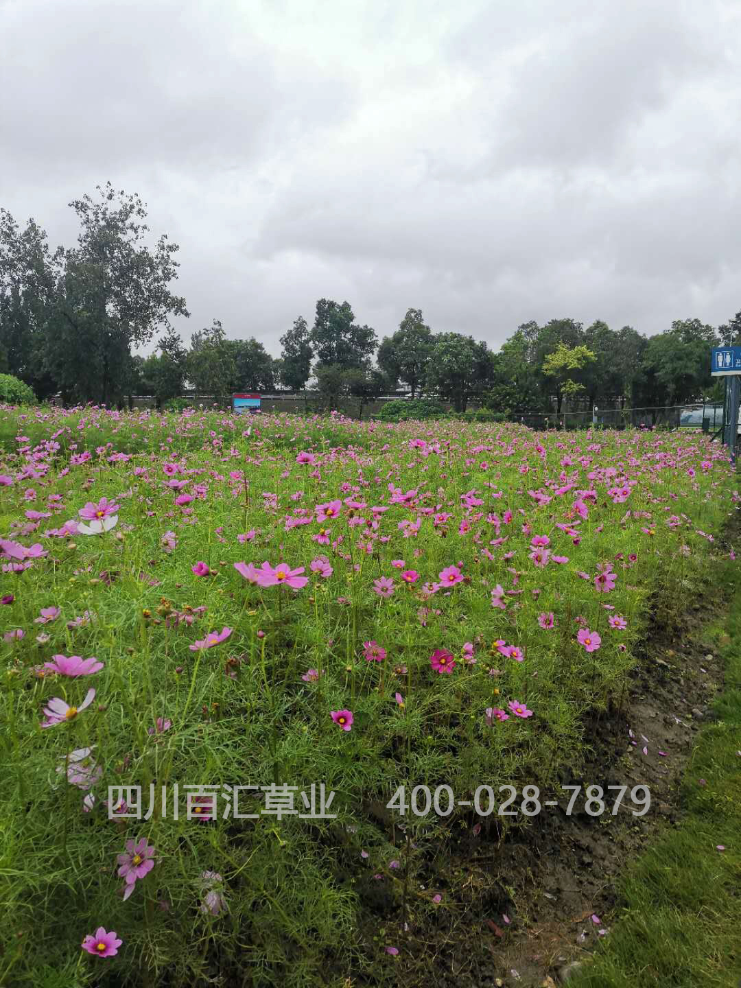 西藏格?；ǚN子